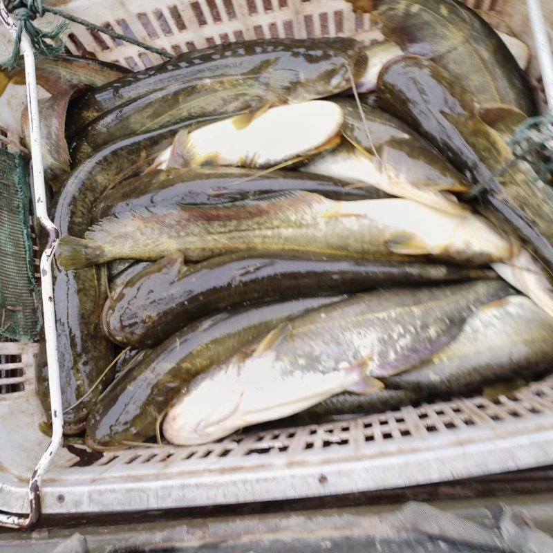 无油大口鲶鱼，量大从优，一手货源，欢迎来电咨询
