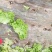 【推荐】山东散叶生菜大量新鲜上市，货源稳定价格公道
