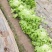【推荐】山东散叶生菜大量新鲜上市，货源稳定价格公道