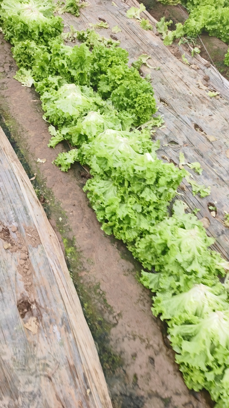 【推荐】山东散叶生菜大量新鲜上市，货源稳定价格公道