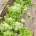 【推荐】山东散叶生菜大量新鲜上市，货源稳定价格公道