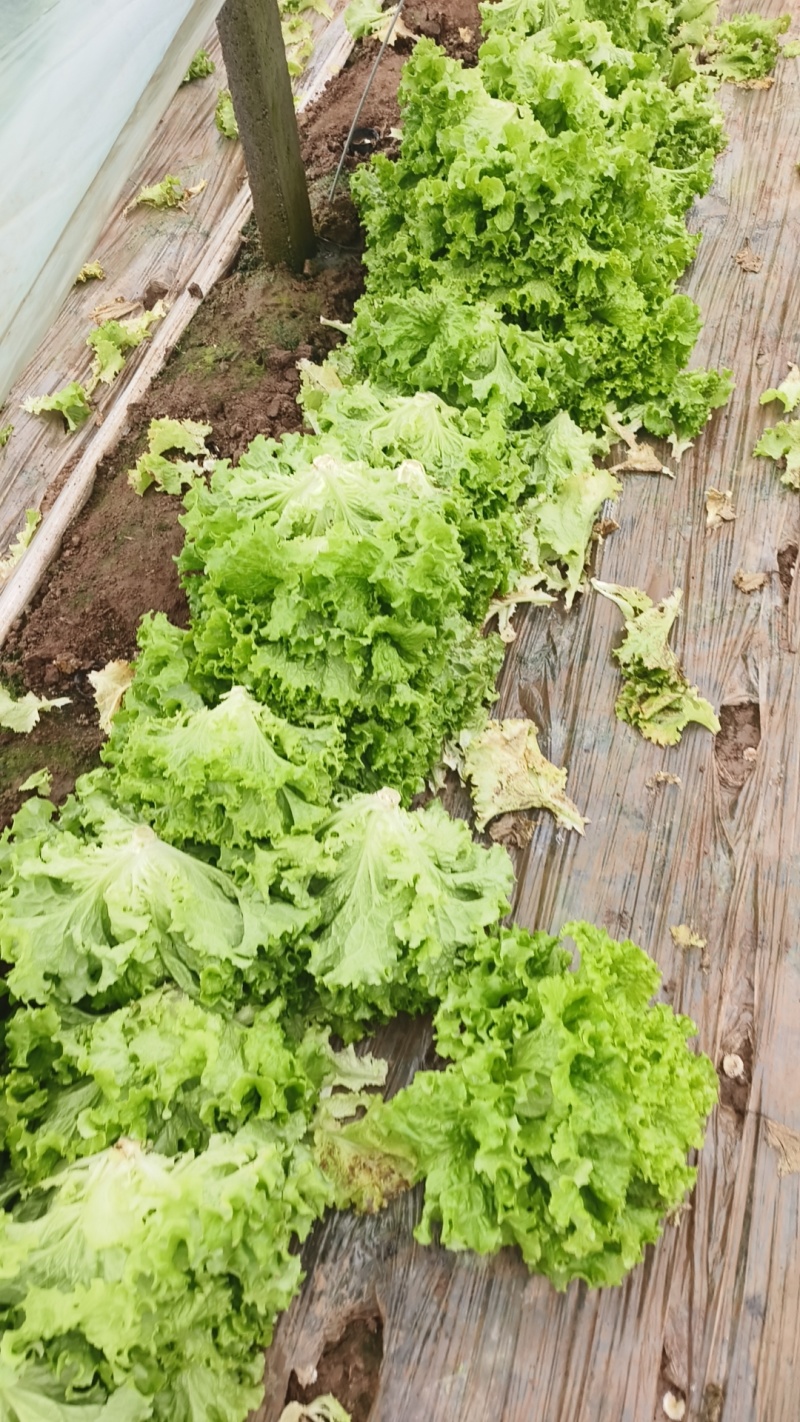 【推荐】山东散叶生菜大量新鲜上市，货源稳定价格公道
