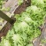 【推荐】山东散叶生菜大量新鲜上市，货源稳定价格公道