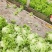 【推荐】山东散叶生菜大量新鲜上市，货源稳定价格公道