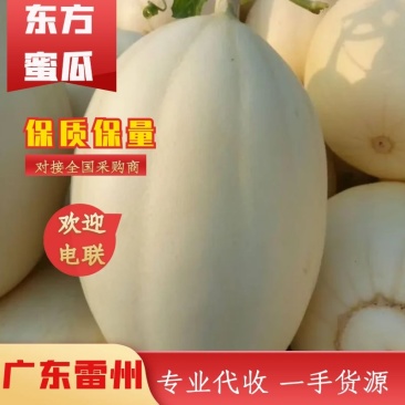 广东甜瓜东方蜜甜瓜产地直供全国代发支持视频看货电联