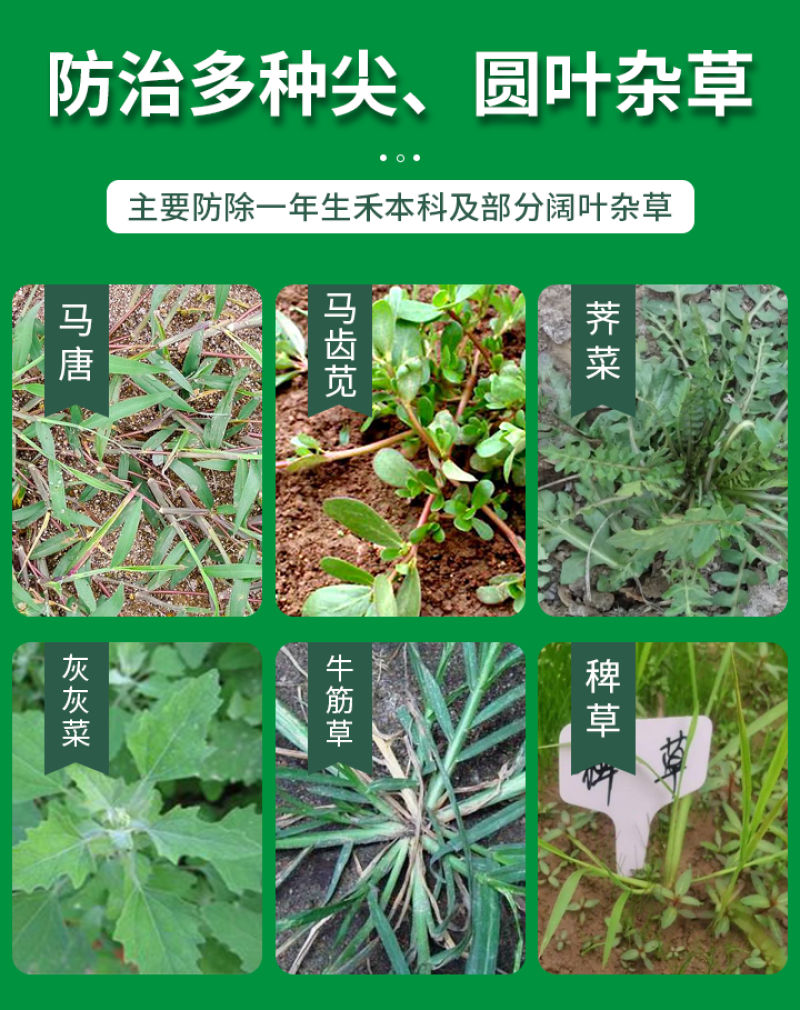 黄精除草剂黄精玉竹专用苗后灭草药禾阔双杀不伤作物