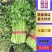 优质供货电商，芹菜细棵中棵粗棵价格合适