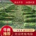 优质供货电商，芹菜细棵中棵粗棵价格合适