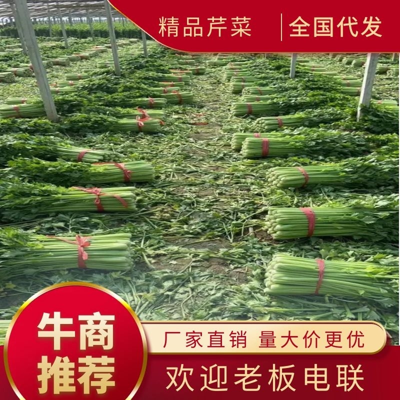 优质供货电商，芹菜细棵中棵粗棵价格合适