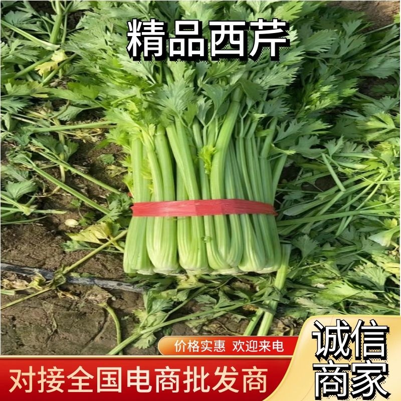 【大棚西芹】大棚芹菜价格优质量漂亮亮度好欢迎电联