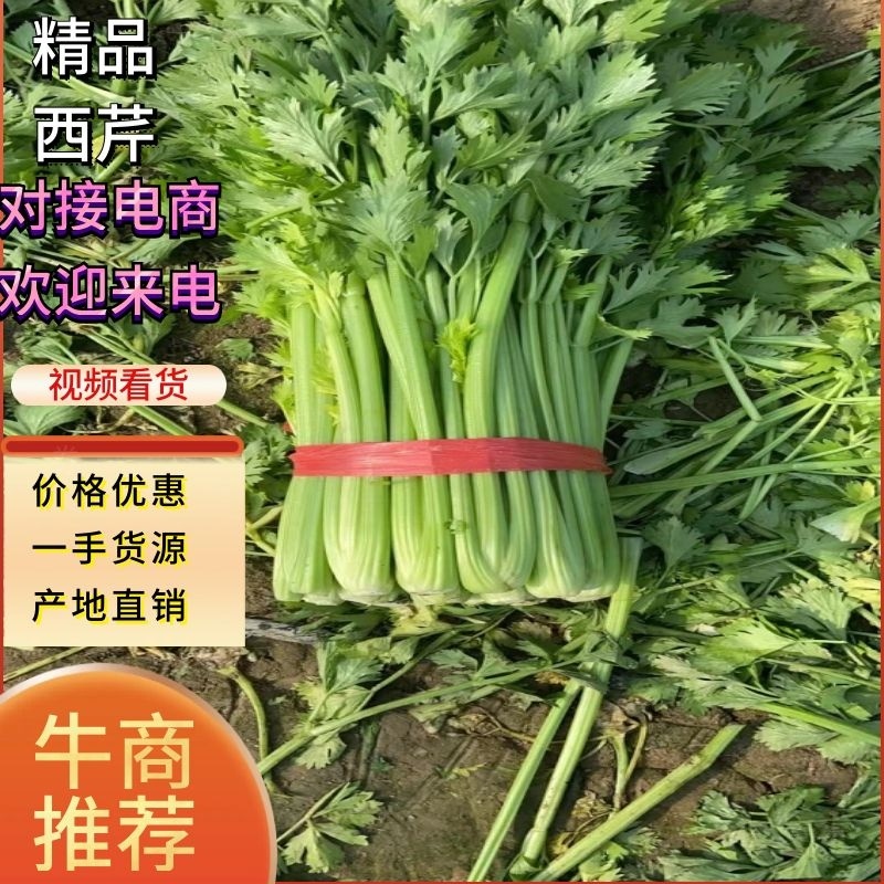 【热卖】芹菜（细中粗棵）万亩蔬菜基地！量大欢迎订购