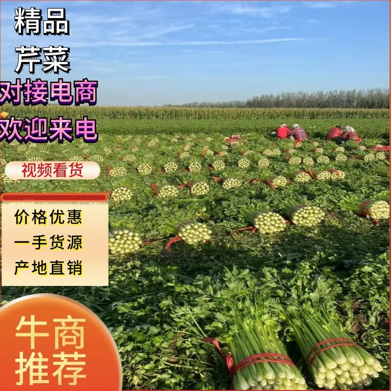 【西芹】精品芹菜细中粗棵量大质量保证，价格优