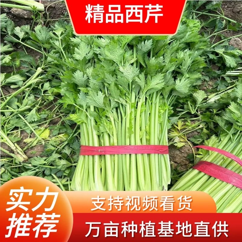 【大棚西芹】大棚芹菜价格优质量漂亮亮度好欢迎电联