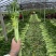 【热卖】芹菜（细中粗棵）万亩蔬菜基地！量大欢迎订购
