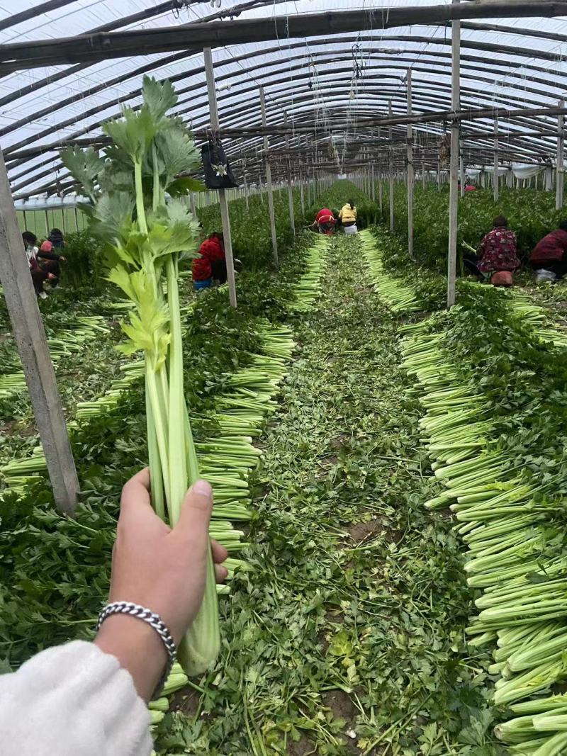 【热卖】芹菜（细中粗棵）万亩蔬菜基地！量大欢迎订购