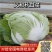 【热卖】义和秋白菜，4~6斤，个头均匀颜色好看，无虫眼