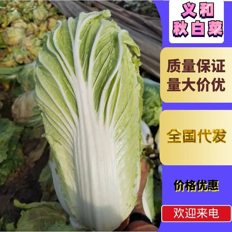 【热卖】义和秋白菜，4~6斤，个头均匀颜色好看，无虫眼