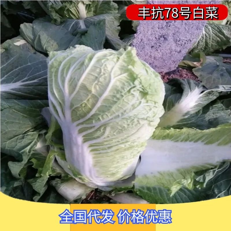丰抗78白菜4~6斤，颜色好看个头均匀，无虫眼无烧心