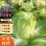 丰抗78白菜4~6斤，颜色好看个头均匀，无虫眼无烧心
