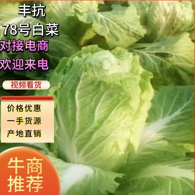 丰抗78白菜4~6斤，颜色好看个头均匀，无虫眼无烧心