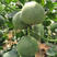 景甜香翠3号甜瓜种子薄皮甜度高果肉绿色陆地基地品种