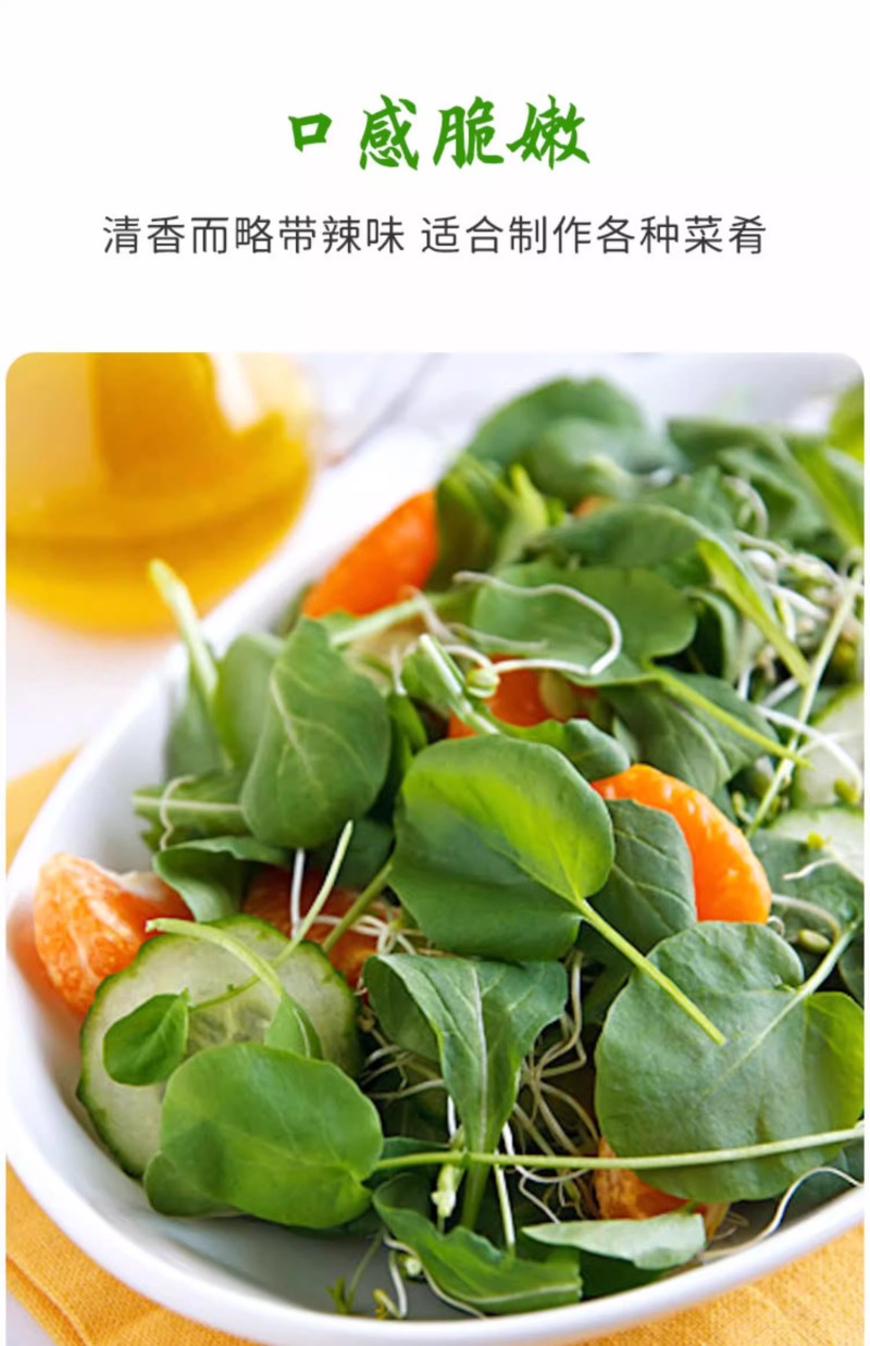豆瓣菜种子，西洋菜种子，耐热耐寒，喜水喜光，多年生蔬菜