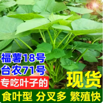 台农71食叶型红薯叶苗，番薯叶苗，专吃叶品种，苕尖多年生