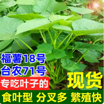 台农71食叶型红薯叶苗,番薯叶苗,专吃叶品种,苕尖多年生