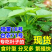 台农71食叶型红薯叶苗,番薯叶苗,专吃叶品种,苕尖多年生