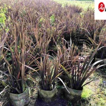 新西兰亚麻苗圃基地自产自销保质保量精品苗木价低物优