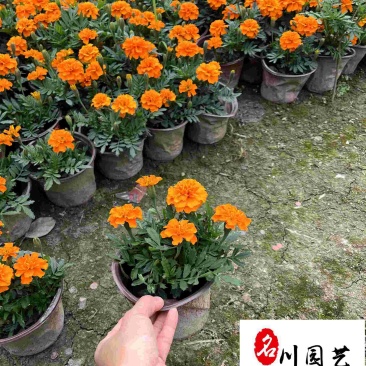成都孔雀草花卉种植基地供应精品孔雀草双色杯苗量大优惠