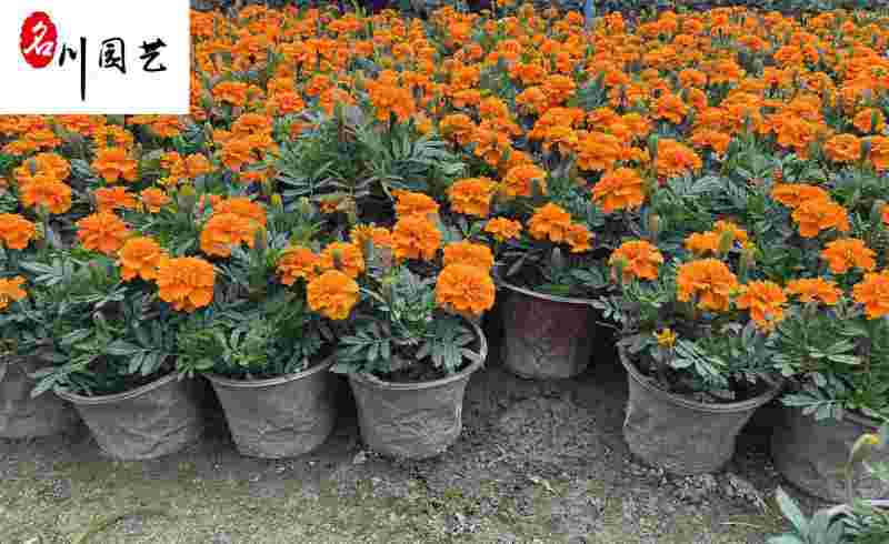 成都孔雀草花卉种植基地供应精品孔雀草双色杯苗量大优惠