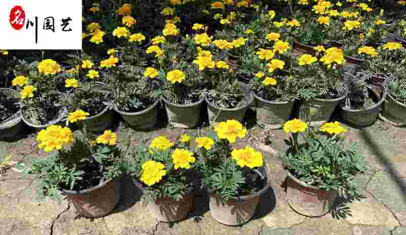 成都孔雀草花卉种植基地供应精品孔雀草双色杯苗量大优惠