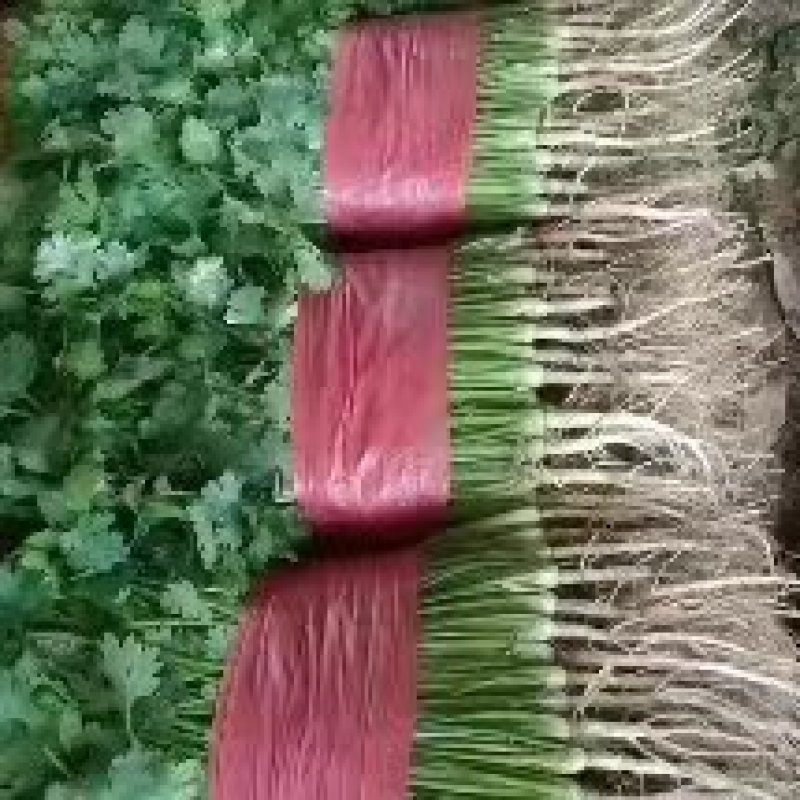 【热卖】香菜，山东泰安大叶香菜，产地直发货量充足，质量保证