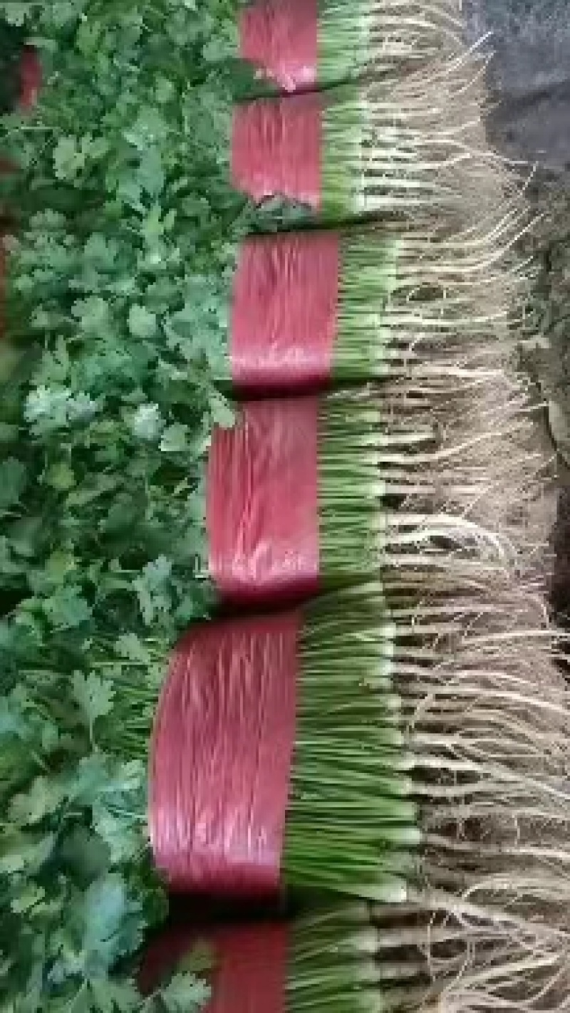 【热卖】香菜，山东泰安大叶香菜，产地直发货量充足，质量保证