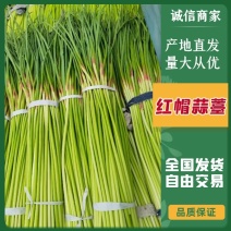 【推荐】江苏邳州红帽蒜薹大量供应冷库保鲜一手货源量大从优