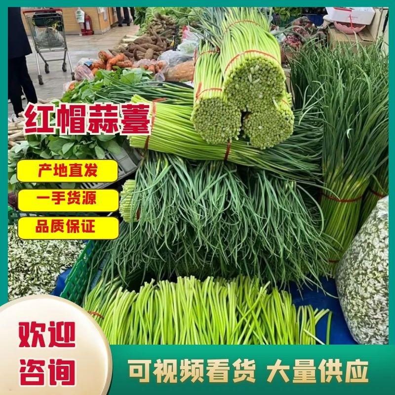 江苏邳州红帽蒜苔大量供应保质保量对接全国市场量大从优