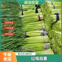 邳州杂交红帽蒜苔大量供应保质保量对接全国市场量大从优