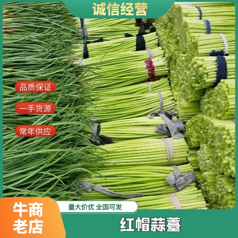 邳州蒜苔冷库红帽蒜苔直供商超可开发票可定制精品包装