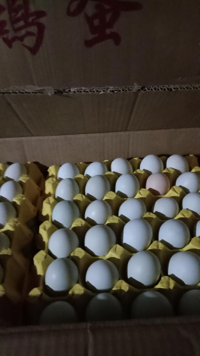湖北省武汉新洲区绿壳蛋36斤大码鸡场直发支持物流