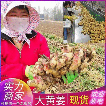 大黄姜生姜(常年供应/全国发货/坏烂全赔)水洗姜-烘干姜