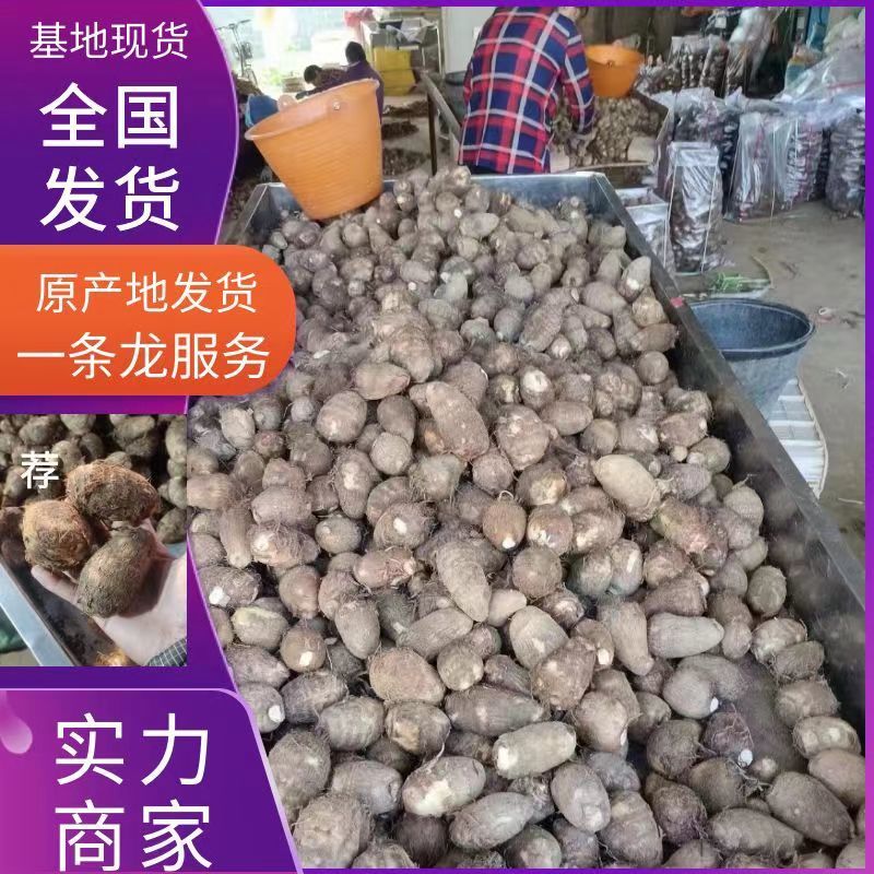 常年批发《芋头8520》山东芋头毛芋头按需加工全国发货