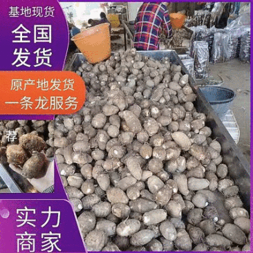 常年批发《芋头8520》山东芋头毛芋头按需加工全国发货