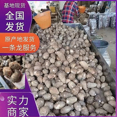 常年批发《芋头8520》山东芋头毛芋头按需加工全国发货