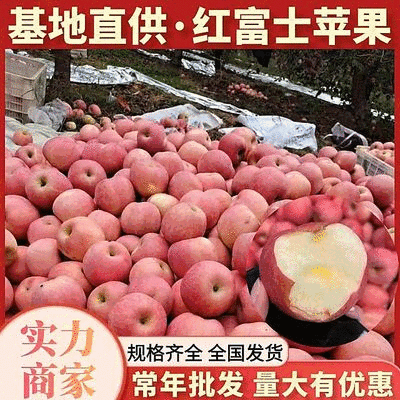 【山东红富士苹果】山东苹果/产地一手货源/保质量/全国发货