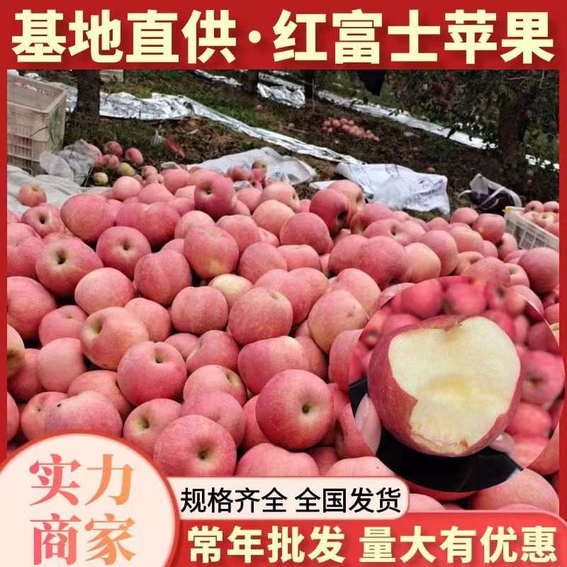 【山东红富士苹果】山东苹果/产地一手货源/保质量/全国发货