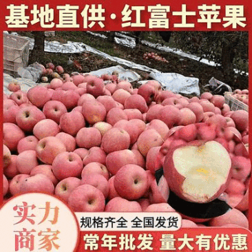 精选红富士苹果《常年批发》规格全/价格实惠/保质量/全国发