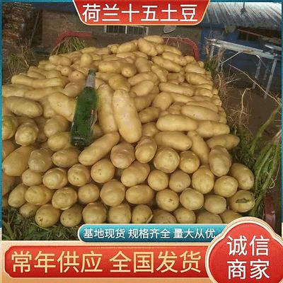荷兰十五土豆黄心土豆/产地现货供应/全国代发/规格齐全