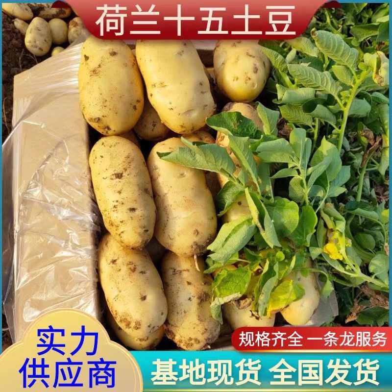 产地现货供应山东荷兰十五土豆/全国代发/黄心土豆
