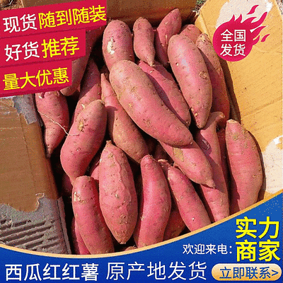 西瓜红红薯山东产地直供一手货源量大从优可视频看货电联